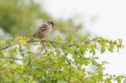 tree-sparrow-passer-montanus