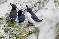 razorbill-alca-torda