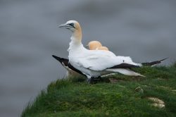 northern-gannet-morus-bassanus
