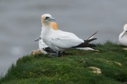 northern-gannet-morus-bassanus-2