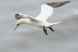 northern-gannet-morus-bassanus-3