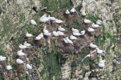 black-legged-kittiwake-rissa-tridactyla