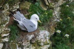 black-legged-kittiwake-rissa-tridactyla-2