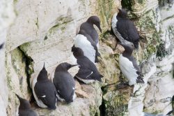 guillemots-uria-aalge