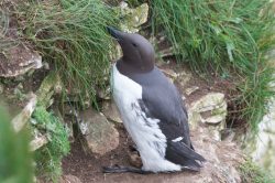 guillemots-uria-aalge-2