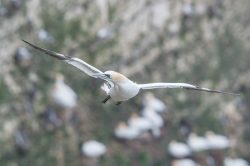 northern-gannet-morus-bassanus-4