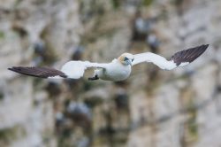 northern-gannet-morus-bassanus-5
