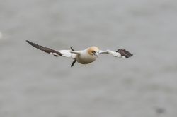 northern-gannet-morus-bassanus-6