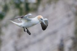 northern-gannet-morus-bassanus-7