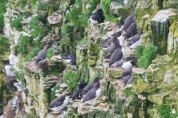 guillemots-uria-aalge-3