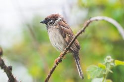 tree-sparrow-passer-montanus-2