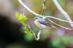 grey-wagtail-motacilla-cinerea