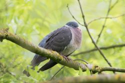 woodpigeon-columbia-palumbus