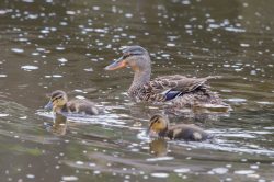 mallard-duck-anas-platyrhynchos