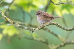 dunnock-prunella-modularis