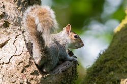 grey-squirrel-sciurus-carolinensis