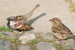 house-sparrow-passer-domesticus-4