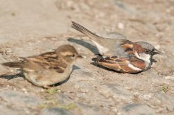 house-sparrow-passer-domesticus-5