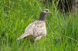pheasant-phasianus-colchicus-2