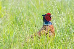 pheasant-phasianus-colchicus-3