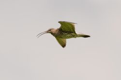curlew-numenius-arquata