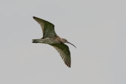 curlew-numenius-arquata-2