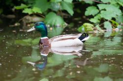 Common Mallard Duck, male. Anas platyrhynchos