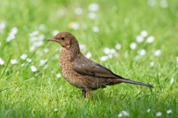 european-blackbird-turdus-merula-2