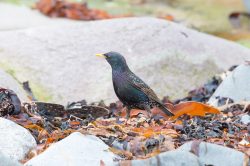 european-starling-sturnus-vulgaris