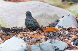european-starling-sturnus-vulgaris-2