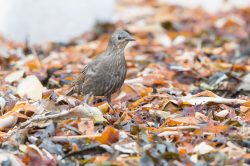 european-starling-sturnus-vulgaris-3