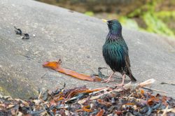 european-starling-sturnus-vulgaris-4