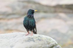 european-starling-sturnus-vulgaris-5