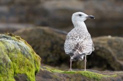 lesser-balck-backed-gull-larus-fuscus