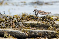 turnstone-arenaria-interpres