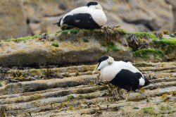 common-eider-duck-somateria-mollissima
