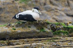 common-eider-duck-somateria-mollissima-2