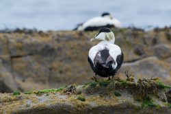 common-eider-duck-somateria-mollissima-3