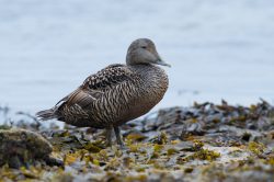 common-eider-duck-somateria-mollissima-4