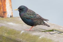 european-starling-sturnus-vulgaris-6