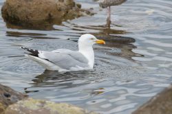 european-herring-gull-larus-argentatus