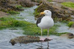 lesser-balck-backed-gull-larus-fuscus-2