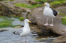 lesser-balck-backed-gull-larus-fuscus-4