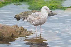 lesser-balck-backed-gull-larus-fuscus-5