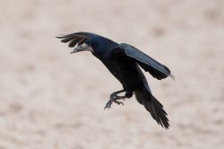 rook-corvus-frugilegus
