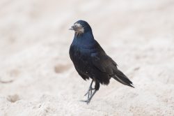rook-corvus-frugilegus-2