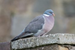 woodpigeon-columbia-palumbus-2