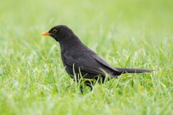 european-blackbird-turdus-merula-3