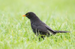 european-blackbird-turdus-merula-4