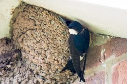 house-martin-delichon-urbica